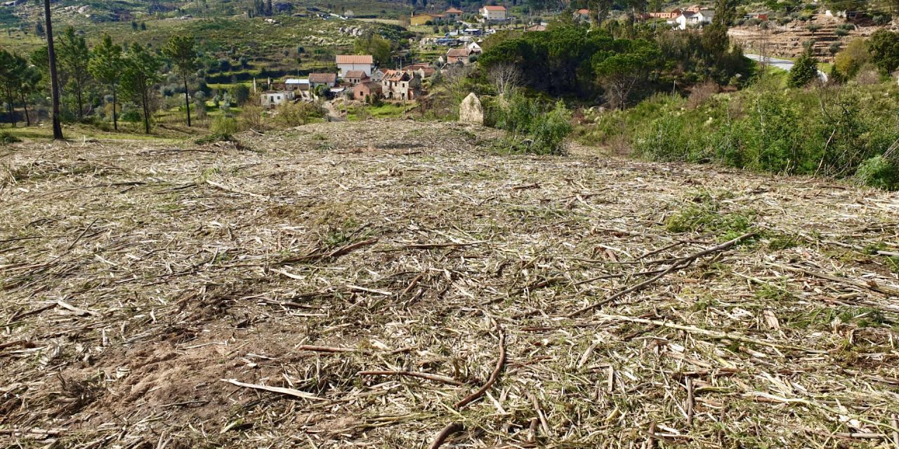 limpeza da rede primaria conta incendios (1)